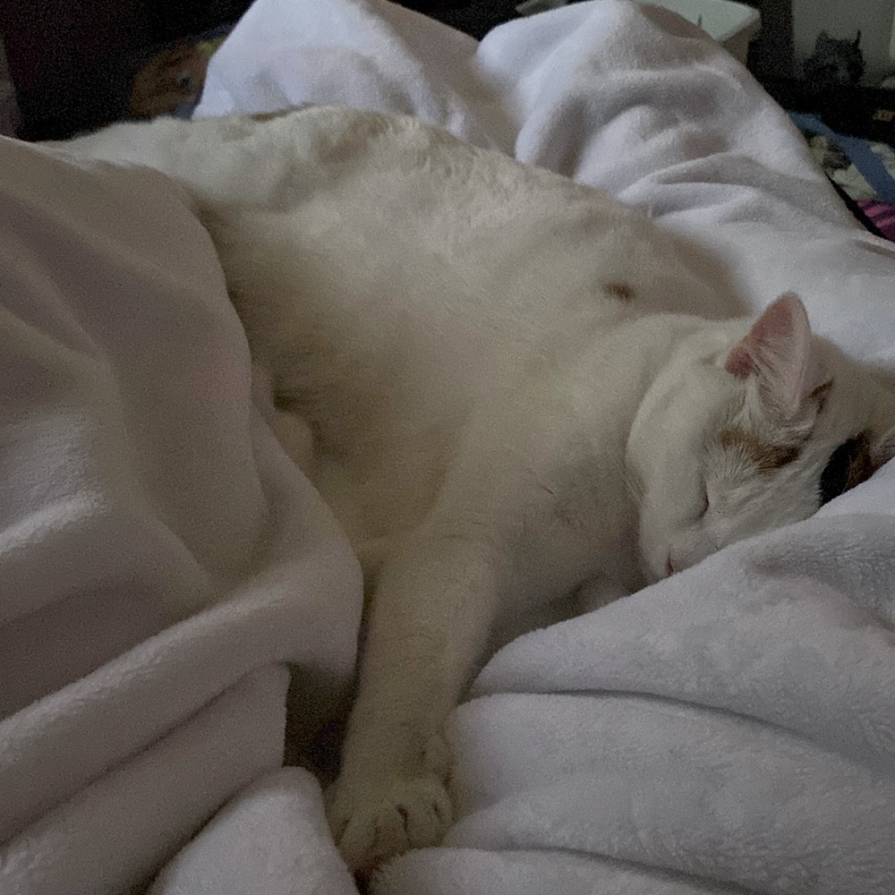 Meet Akari the Cresent Moon Calico😻🐾